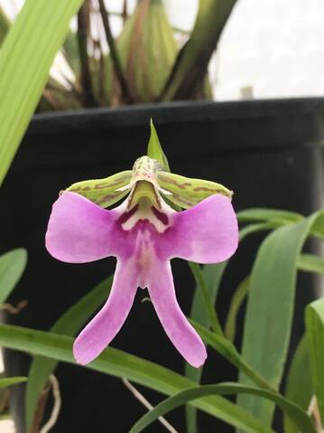 Cynorkis uniflora