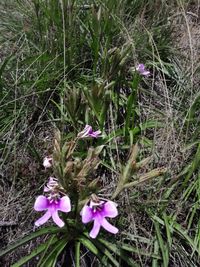 Cynorkis uniflora