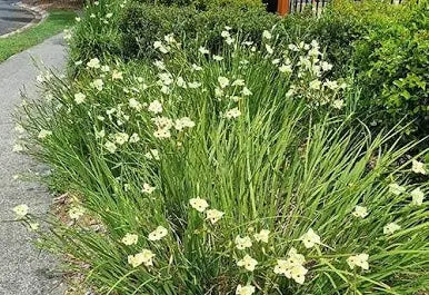 Dietes bicolor