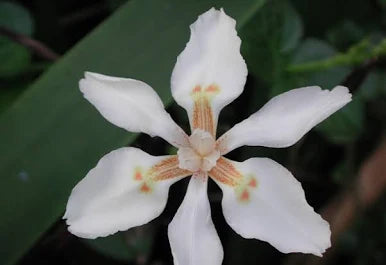 Dietes butcheriana