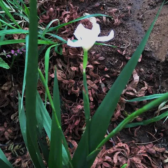 Dietes butcheriana