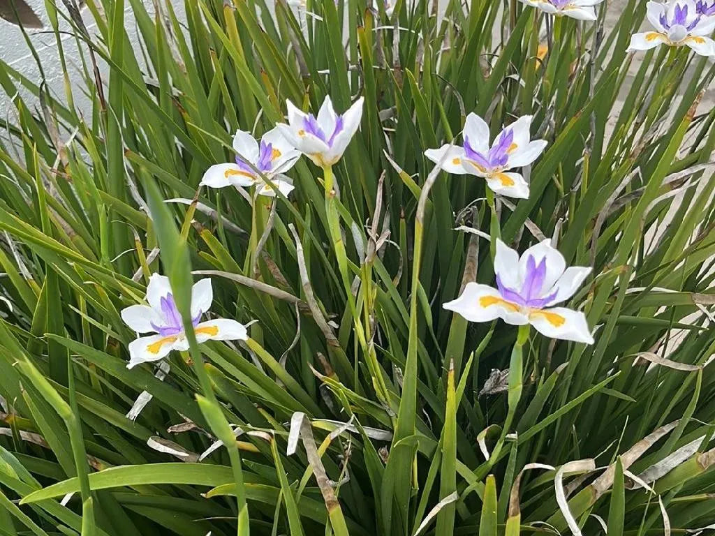 Dietes grandiflora