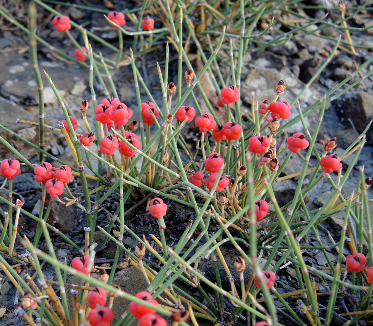 ephedra plant seeds Ephedra Nevadensis – The Exotic Seed Emporium