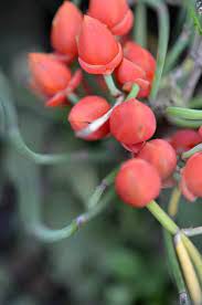 Ephedra Minima