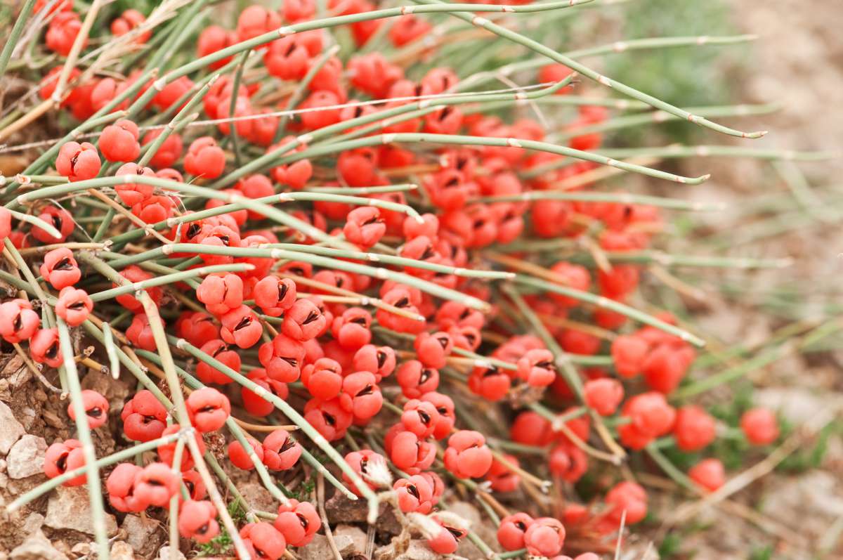 Ephedra Minima