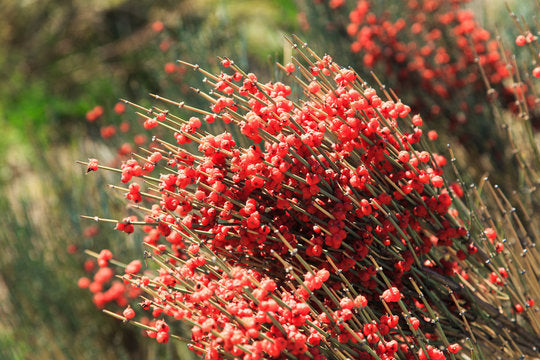 Ephedra Minima