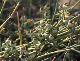 Ephedra Nevadensis