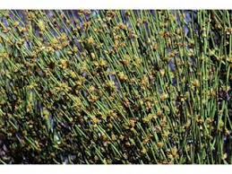 Ephedra Nevadensis