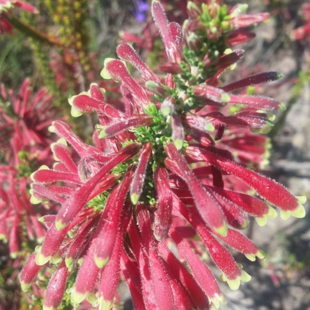 Erica discolor