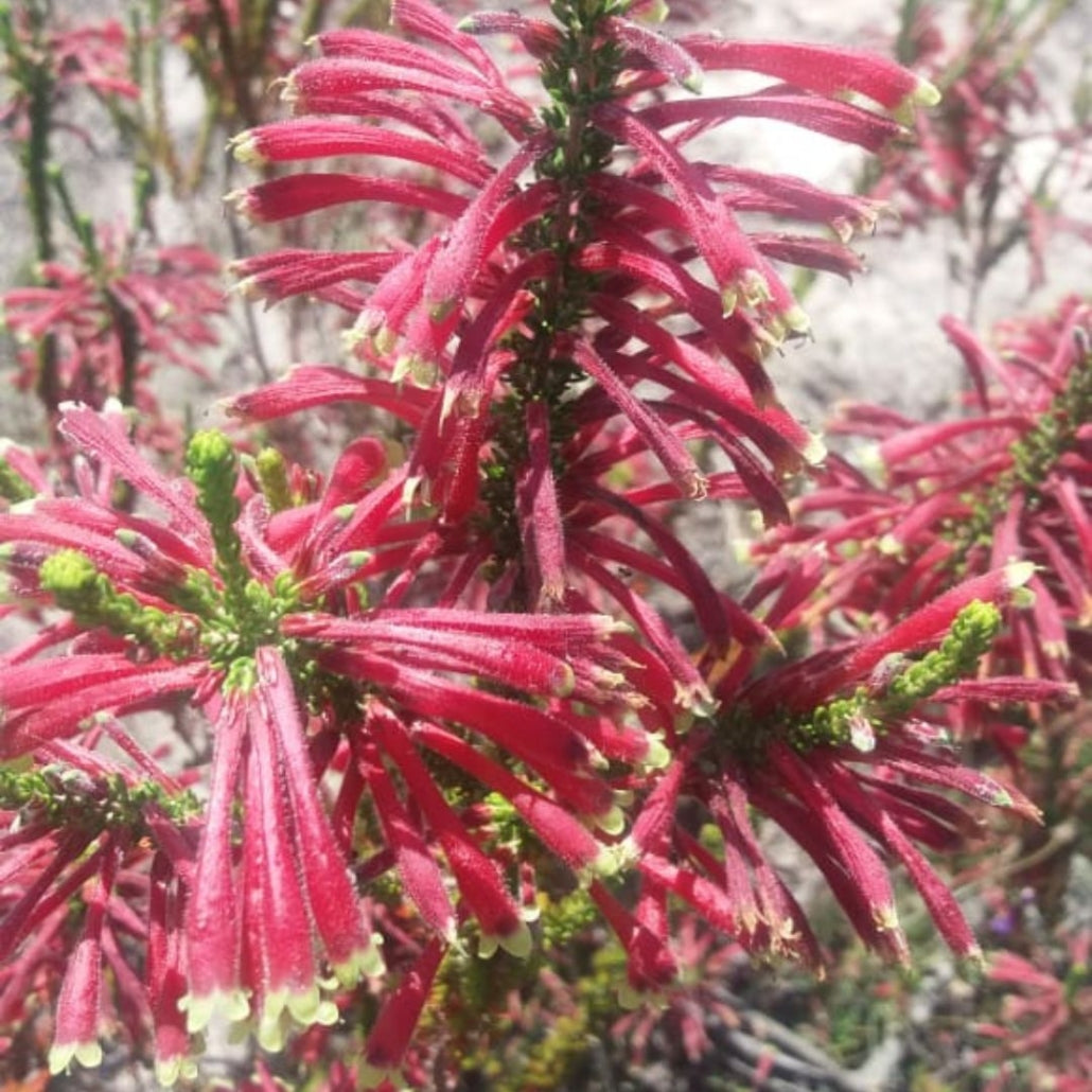 Erica discolor
