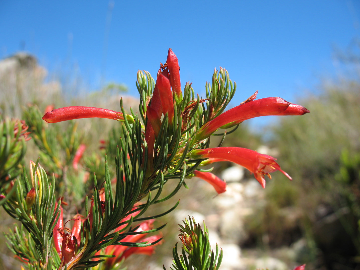 Erica abietina sub sp aurantiaca