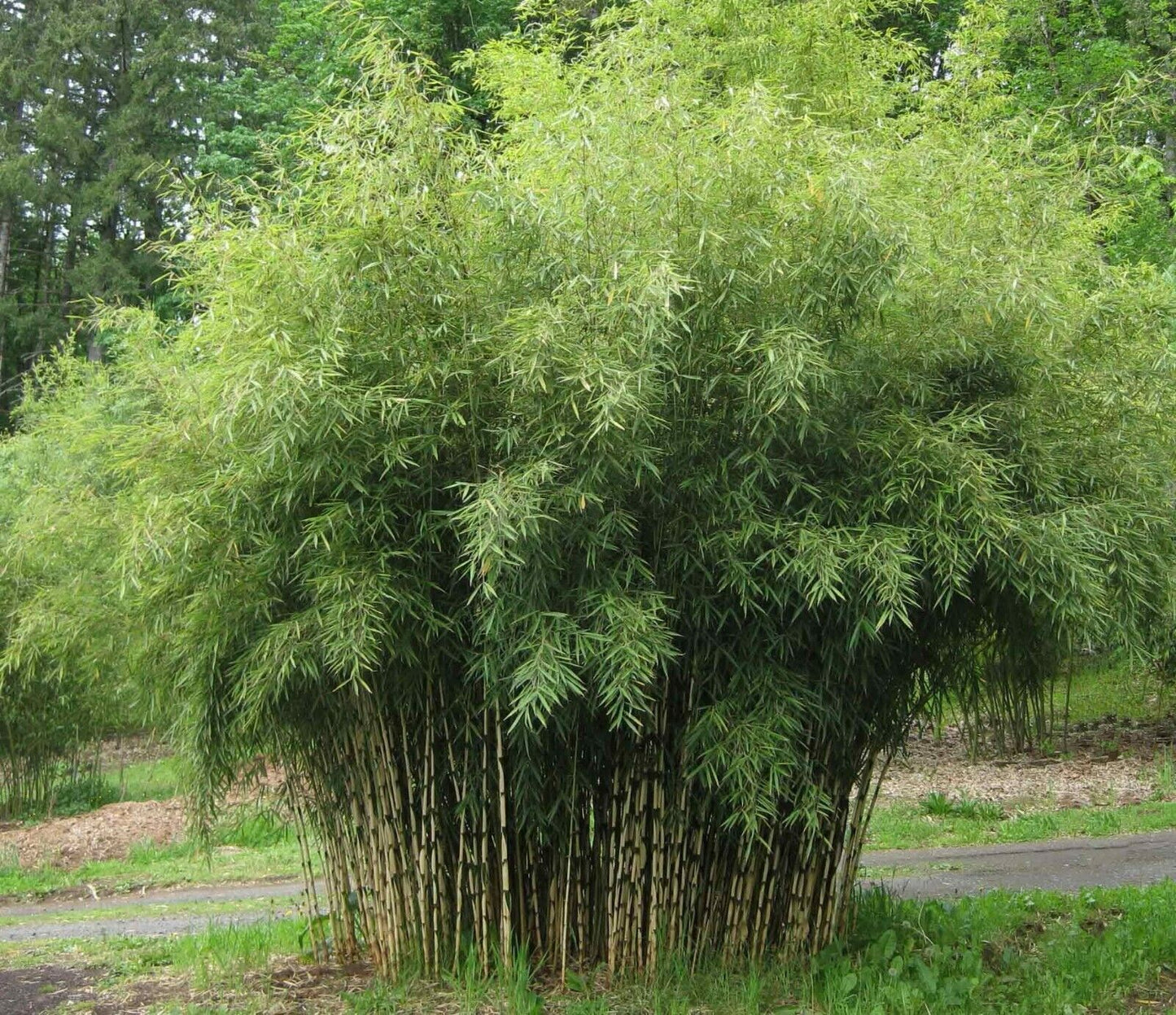Fargesia Yunnanensis