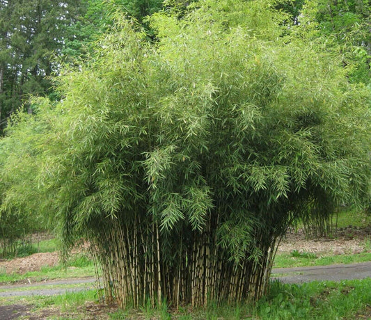 Fargesia Yunnanensis