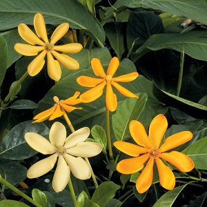 Gardenia Sootepensis