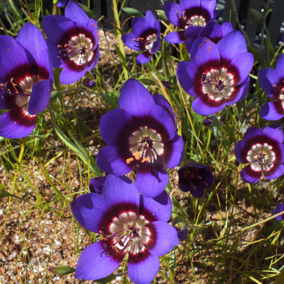 Geissorhiza Monanthos