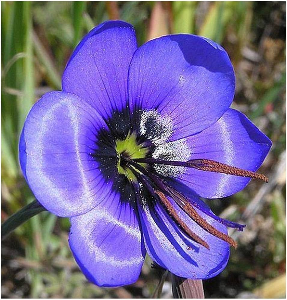 Geissorhiza tulbaghensis