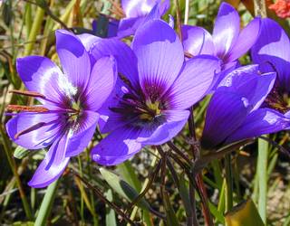 Geissorhiza Spledidissima