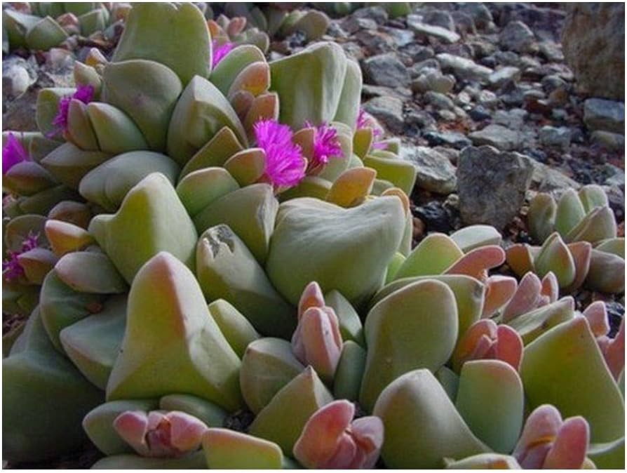 Gibbaeum Haagei