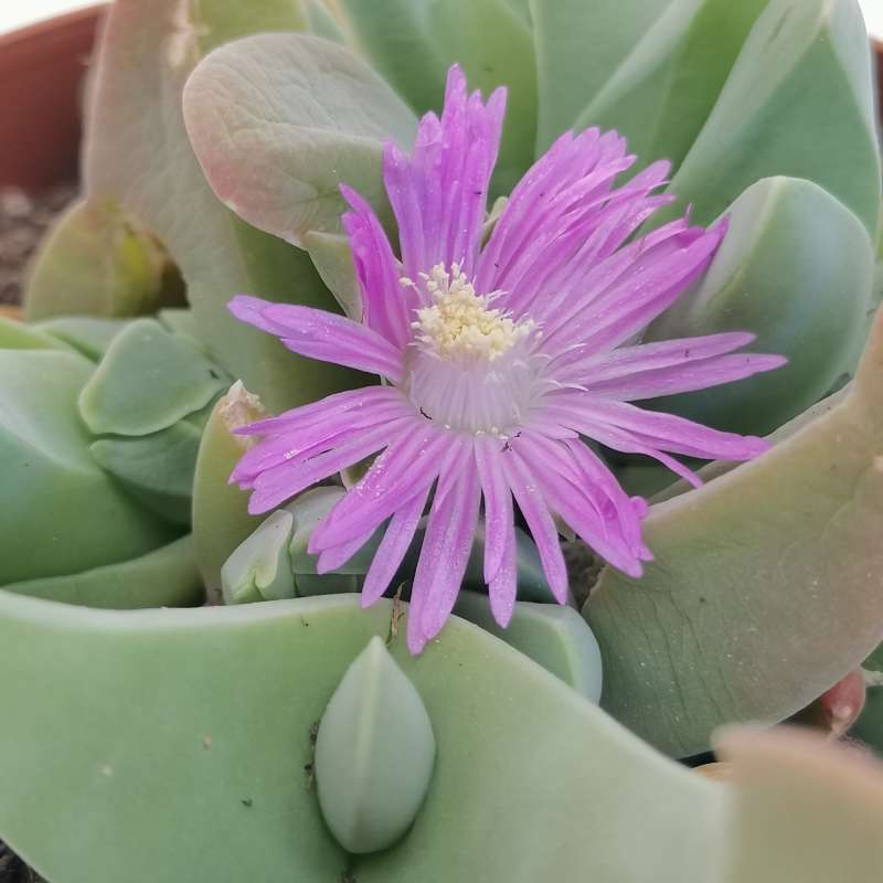 Gibbaeum Haagei