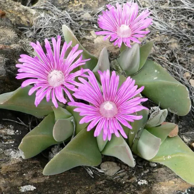 Gibbaeum Velutinum