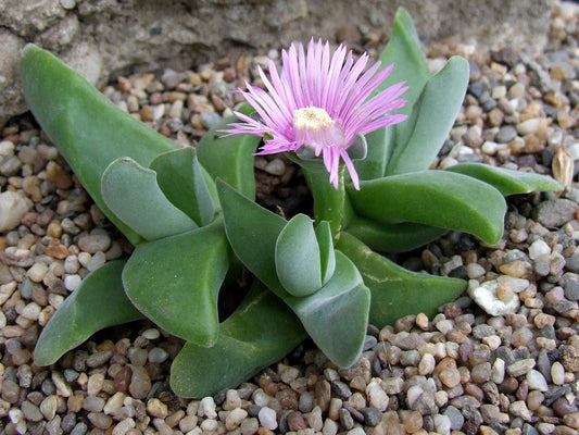 Gibbaeum Velutinum