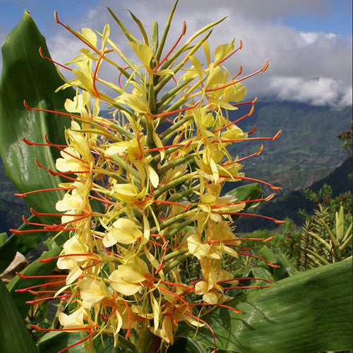 Hedychium gardnerianum