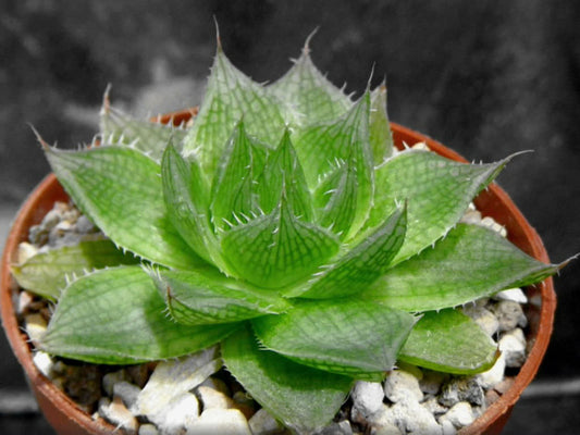 Haworthia decipiens