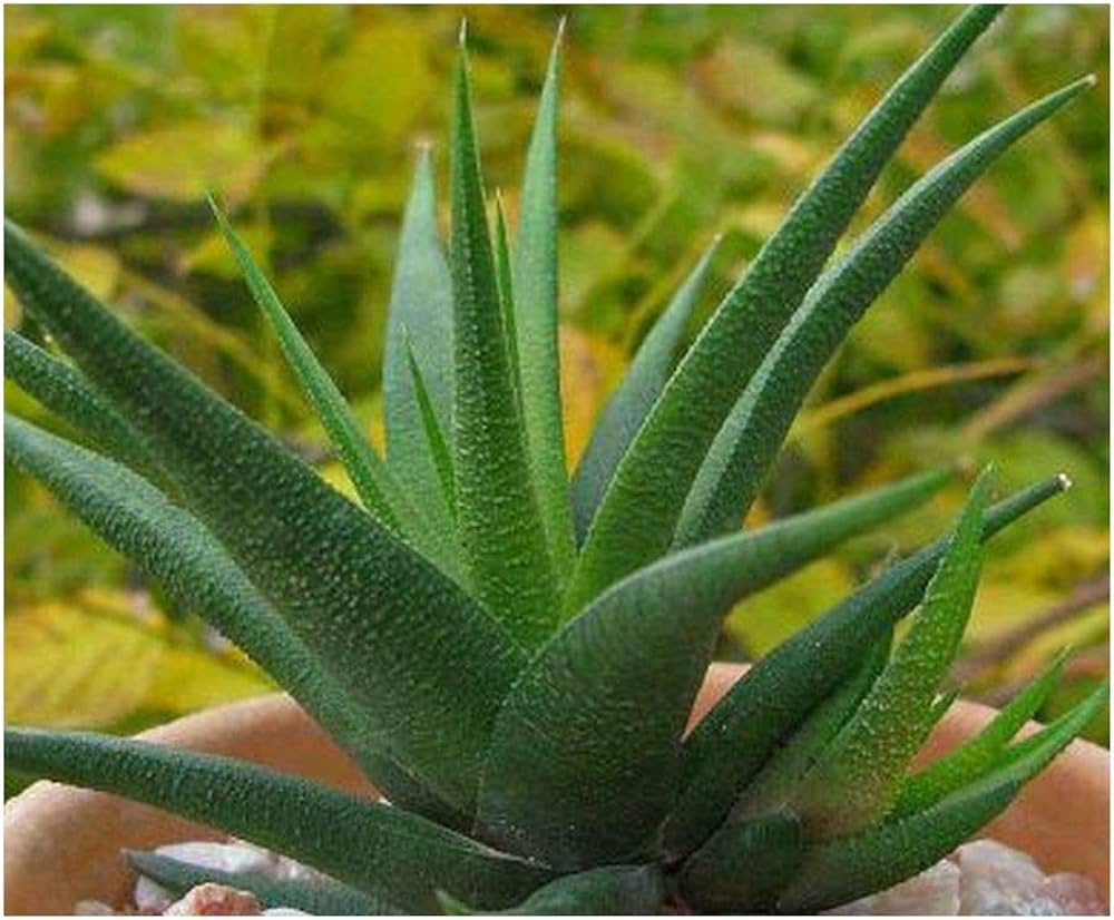 Haworthia glabrata