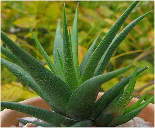 Haworthia glabrata