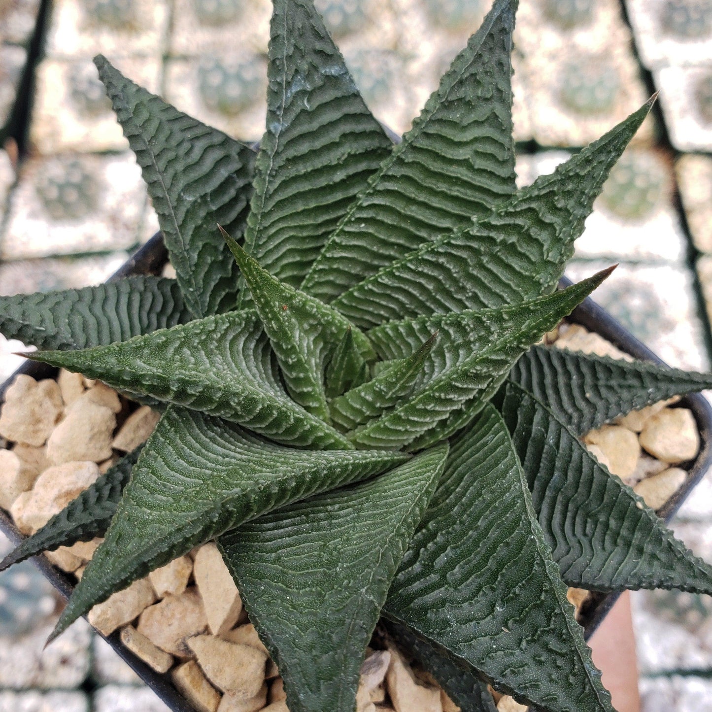 Haworthia limifolia