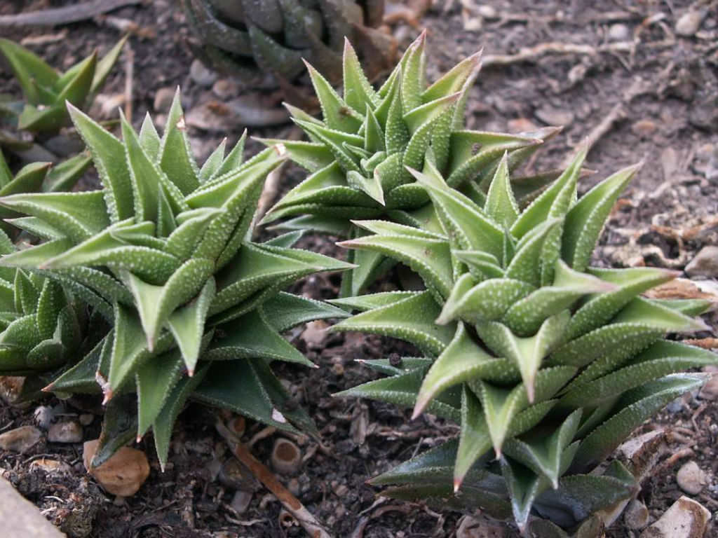 Haworthia tortuosa