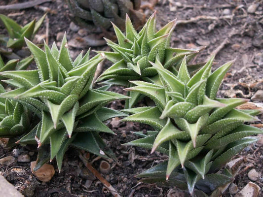 Haworthia tortuosa