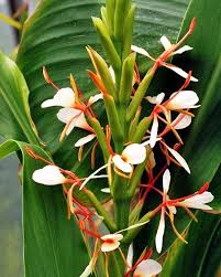 Hedychium spicatum