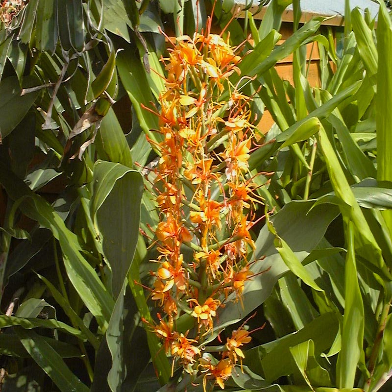 Hedychium coccineum