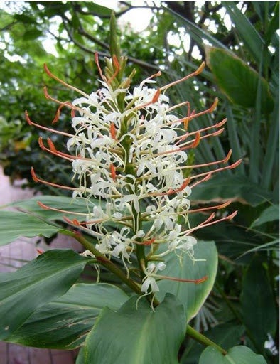 Hedychium gracile