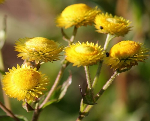 Helichrysum cooperii