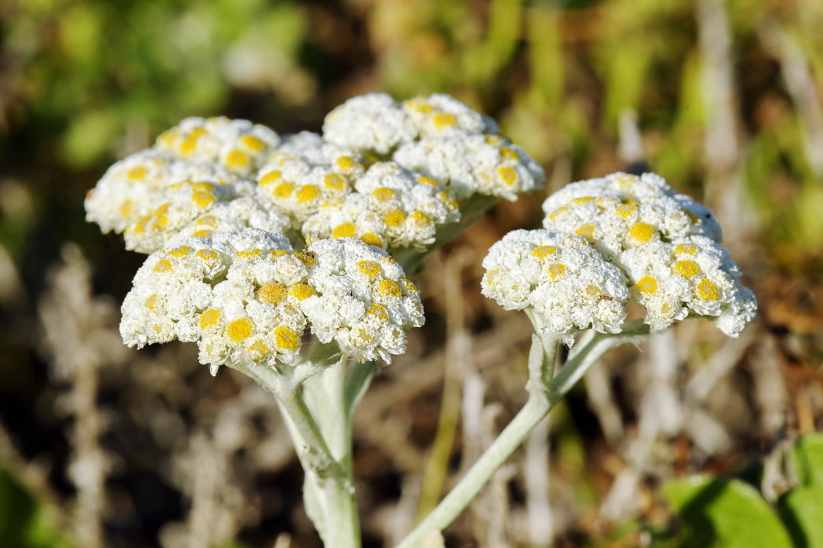 Helichrysum crispum