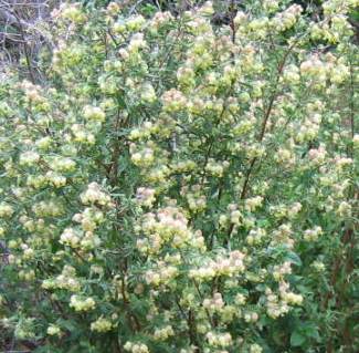 Hermannia hyssopifolia