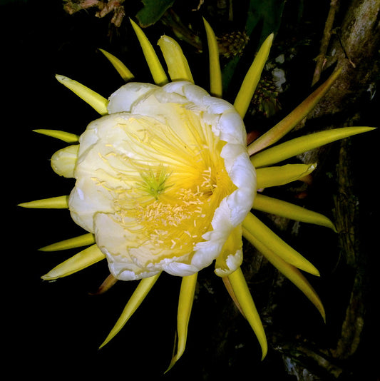 Hylocereus megalanthus