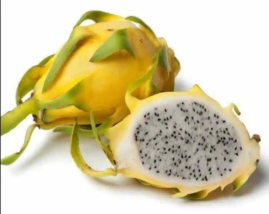 Hylocereus megalanthus