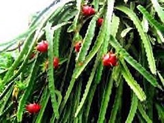 Hylocreus undatus White dragon fruit
