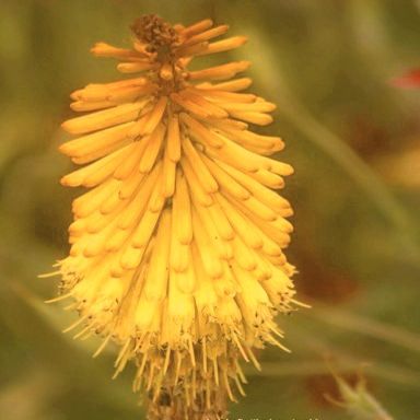 Kniphofia splendida