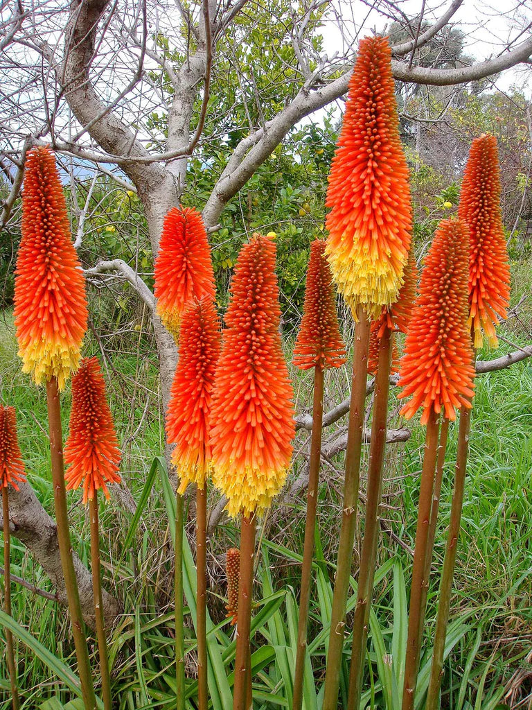 Kniphofia Linearifolia