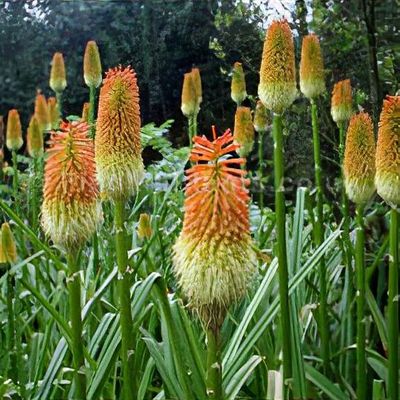 Kniphofia laxiflora