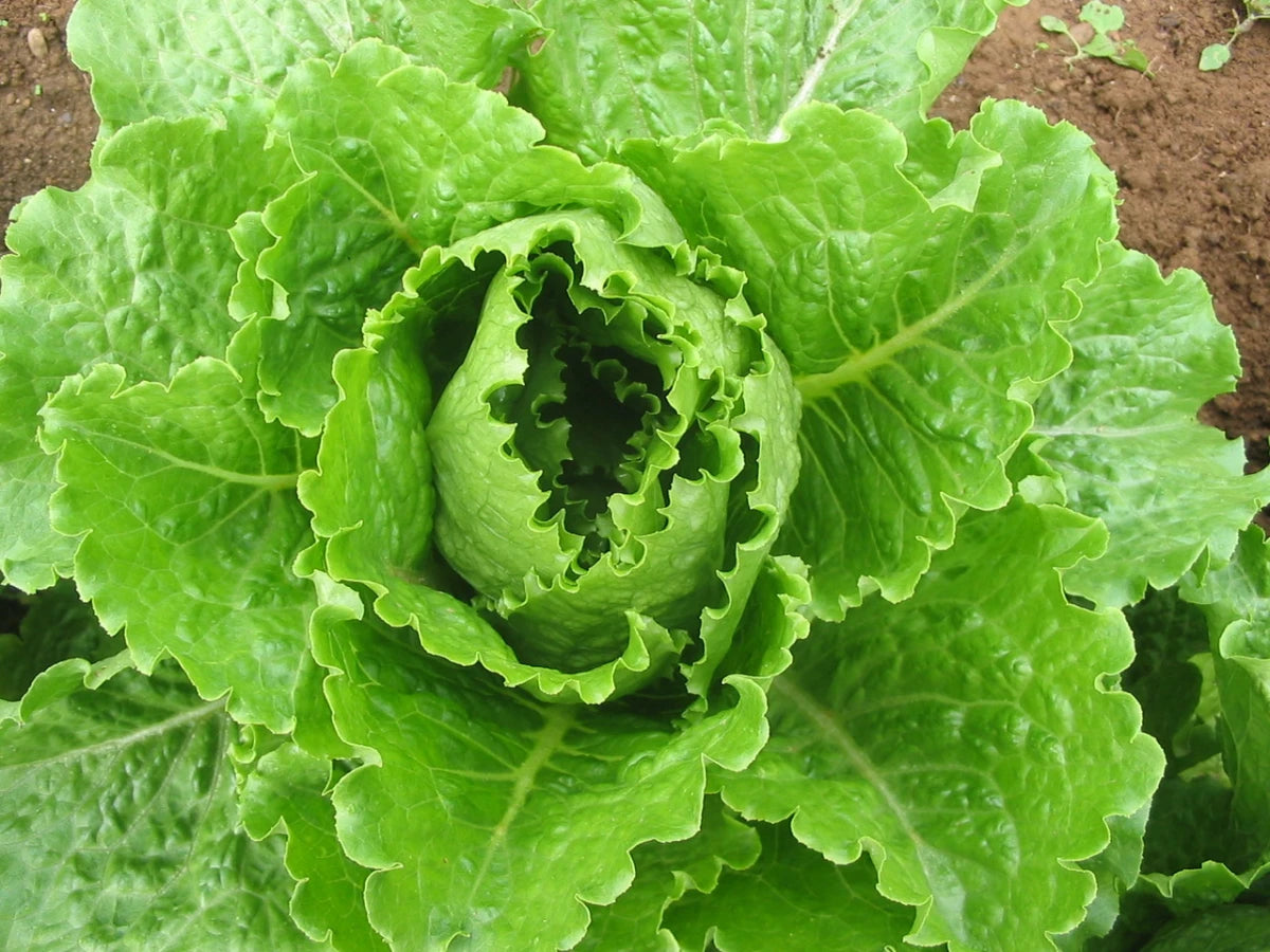 Lettuce ( Crisp Mint )