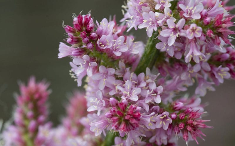 Limonium ( Pink Pokers )
