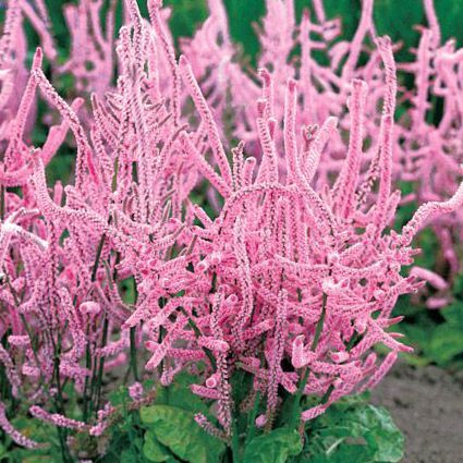 Limonium ( Pink Pokers )