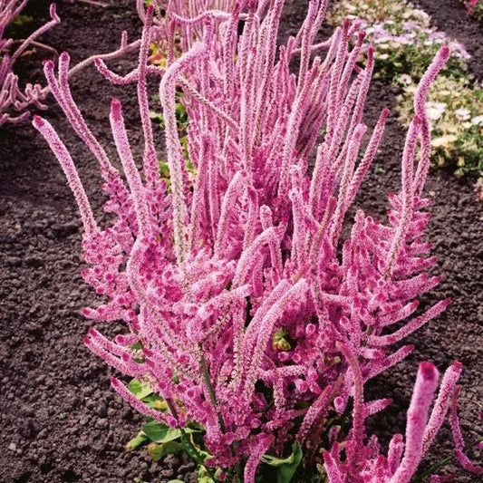 Limonium ( Pink Pokers )