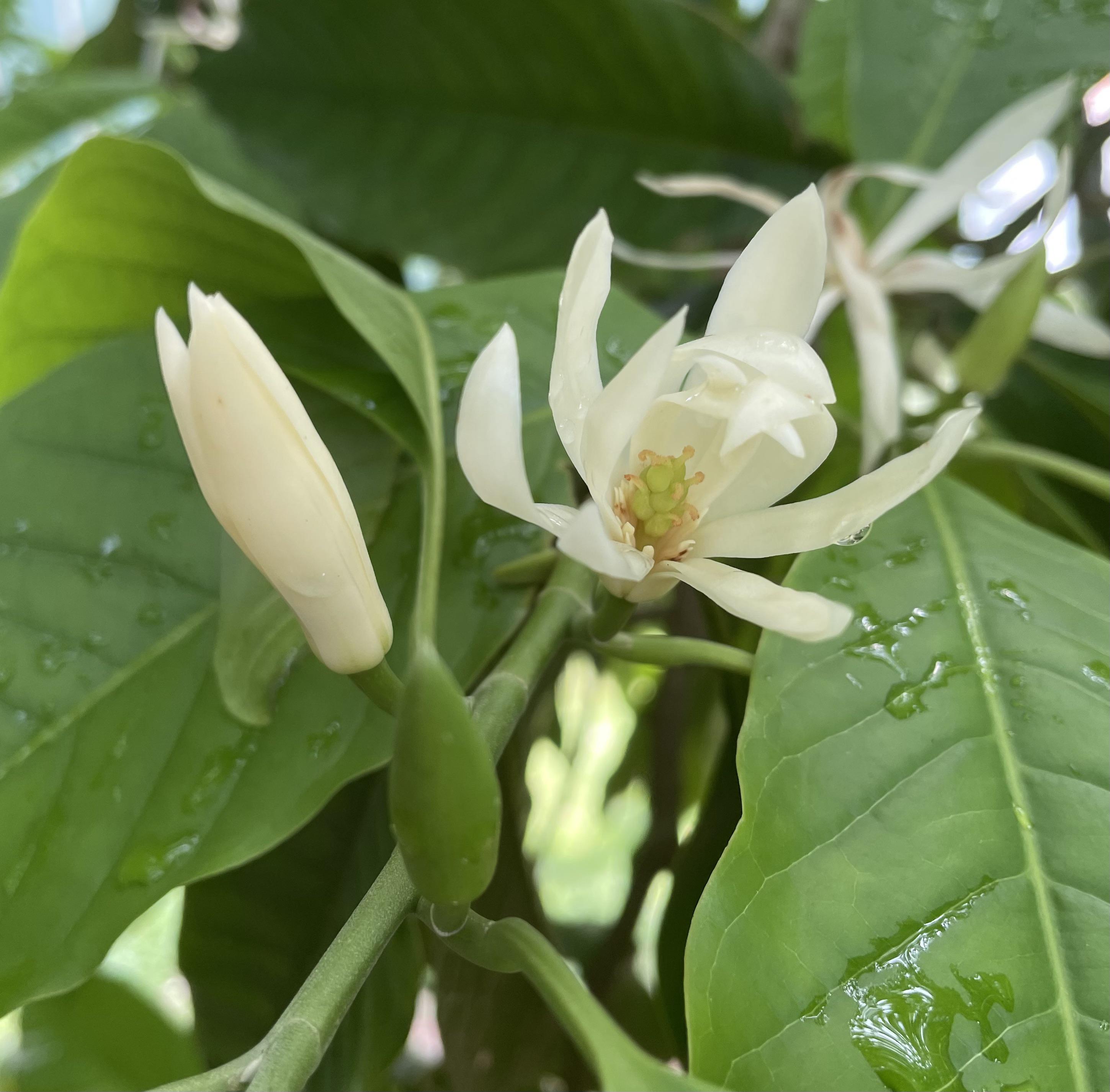 Michelia champaca selling