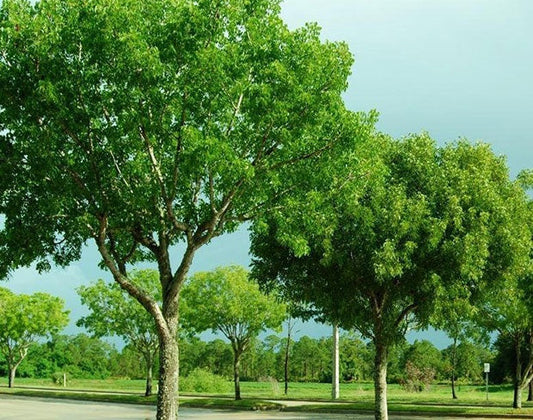 Swietenia mahaboni